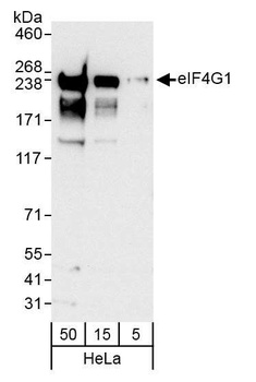Rabbit anti-eIF4G1/eIF4GI Antibody, Affinity Purified