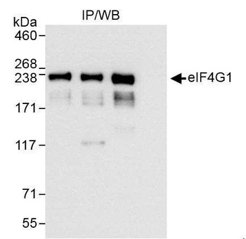 Rabbit anti-eIF4G1/eIF4GI Antibody, Affinity Purified