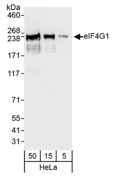 Rabbit anti-eIF4G1/eIF4GI Antibody, Affinity Purified