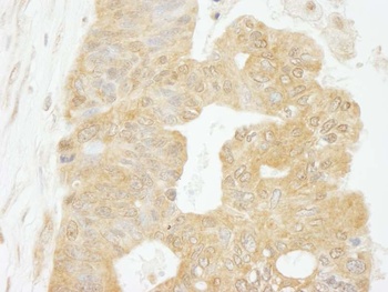 Rabbit anti-eIF4G1/eIF4GI Antibody, Affinity Purified