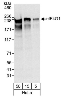 Rabbit anti-eIF4G1/eIF4GI Antibody, Affinity Purified