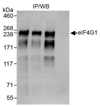 Rabbit anti-eIF4G1/eIF4GI Antibody, Affinity Purified