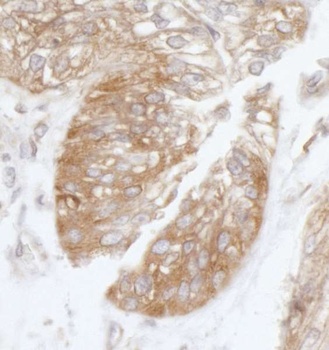 Rabbit anti-eIF3B/EIF3S9 Antibody, Affinity Purified