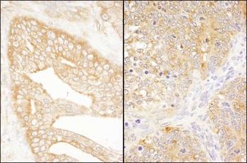 Rabbit anti-eIF3J/EIF3S1 Antibody, Affinity Purified