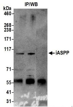 Rabbit anti-iASPP Antibody, Affinity Purified