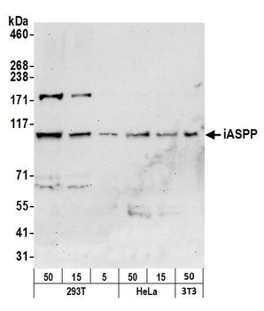 Rabbit anti-iASPP Antibody, Affinity Purified