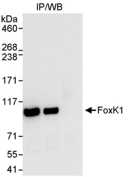 Rabbit anti-FOXK1 Antibody, Affinity Purified