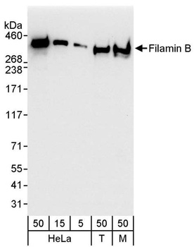 Rabbit anti-Filamin B Antibody, Affinity Purified
