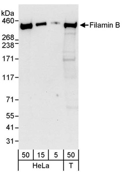 Rabbit anti-Filamin B Antibody, Affinity Purified