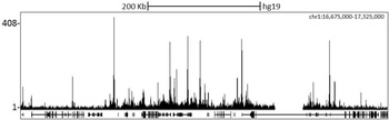 Rabbit anti-PCAF Antibody, Affinity Purified