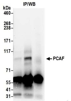 Rabbit anti-PCAF Antibody, Affinity Purified