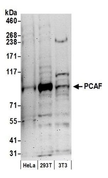 Rabbit anti-PCAF Antibody, Affinity Purified
