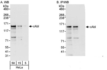 Rabbit anti-cAbl Antibody, Affinity Purified