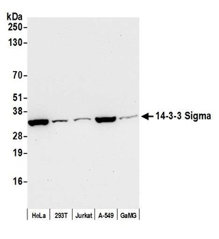 Rabbit anti-14-3-3 Sigma Antibody, Affinity Purified