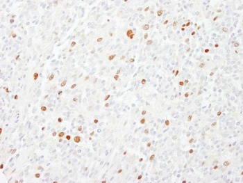 Rabbit anti-CENP-F/Mitosin Antibody, Affinity Purified