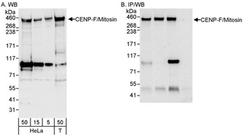 Rabbit anti-CENP-F/Mitosin Antibody, Affinity Purified