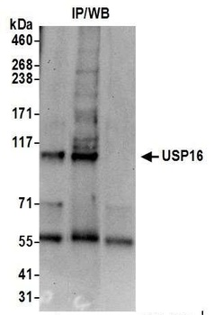 Rabbit anti-USP16 Antibody, Affinity Purified