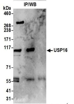 Rabbit anti-USP16 Antibody, Affinity Purified