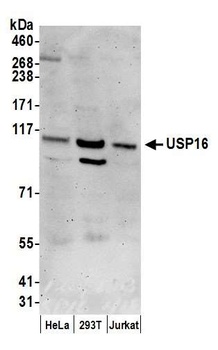 Rabbit anti-USP16 Antibody, Affinity Purified