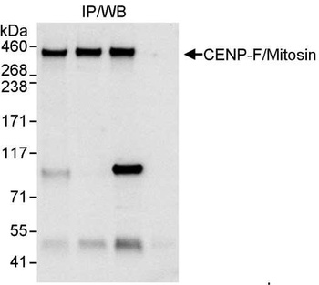 Rabbit anti-CENP-F/Mitosin Antibody, Affinity Purified