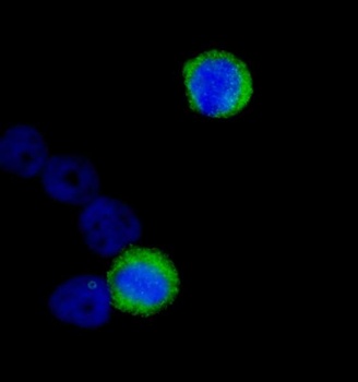 Rabbit anti-CENP-F/Mitosin Antibody, Affinity Purified