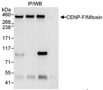 Rabbit anti-CENP-F/Mitosin Antibody, Affinity Purified