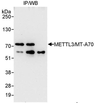 Rabbit anti-METTL3/MT-A70 Antibody, Affinity Purified