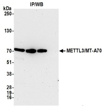 Rabbit anti-METTL3/MT-A70 Antibody, Affinity Purified