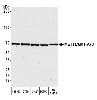 Rabbit anti-METTL3/MT-A70 Antibody, Affinity Purified