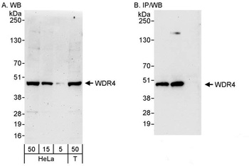 Rabbit anti-WDR4 Antibody, Affinity Purified