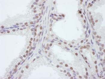 Rabbit anti-WDR4 Antibody, Affinity Purified
