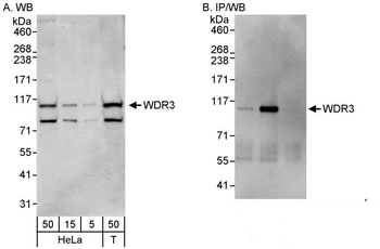 Rabbit anti-WDR3 Antibody, Affinity Purified