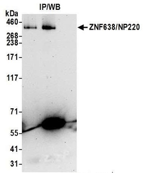 Rabbit anti-ZNF638/NP220 Antibody, Affinity Purified