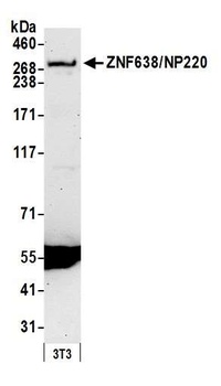 Rabbit anti-ZNF638/NP220 Antibody, Affinity Purified