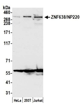 Rabbit anti-ZNF638/NP220 Antibody, Affinity Purified