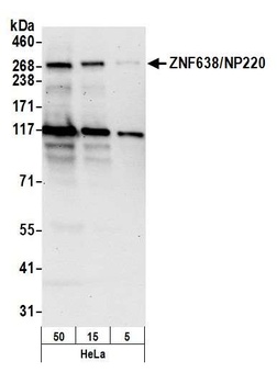 Rabbit anti-ZNF638/NP220 Antibody, Affinity Purified