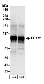 Rabbit anti-FOXM1 Antibody, Affinity Purified