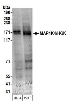 Rabbit anti-MAP4K4/HGK Antibody, Affinity Purified