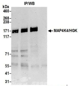 Rabbit anti-MAP4K4/HGK Antibody, Affinity Purified