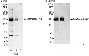 Rabbit anti-MAP4K4/HGK Antibody, Affinity Purified