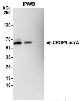 Rabbit anti-CROP/Luc7A Antibody, Affinity Purified