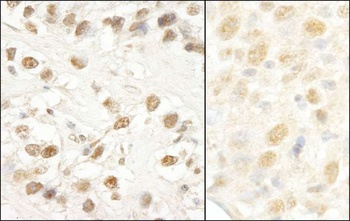 Rabbit anti-CROP/Luc7A Antibody, Affinity Purified