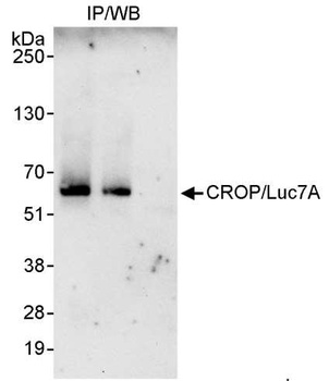 Rabbit anti-CROP/Luc7A Antibody, Affinity Purified