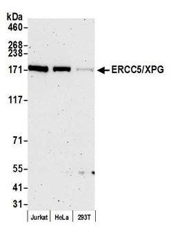 Rabbit anti-ERCC5/XPG Antibody, Affinity Purified