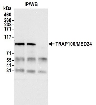 Rabbit anti-TRAP100/MED24 Antibody, Affinity Purified