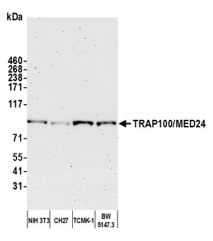 Rabbit anti-TRAP100/MED24 Antibody, Affinity Purified