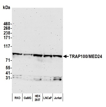Rabbit anti-TRAP100/MED24 Antibody, Affinity Purified