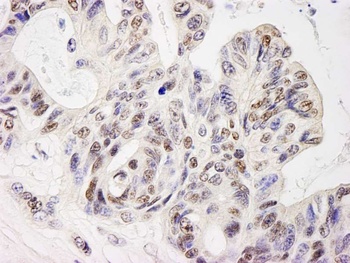 Rabbit anti-ELF1 Antibody, Affinity Purified
