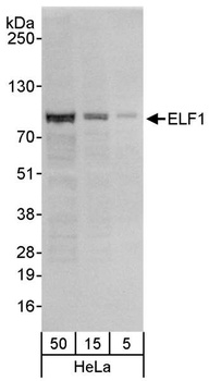 Rabbit anti-ELF1 Antibody, Affinity Purified