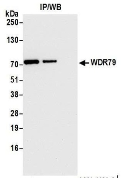 Rabbit anti-WDR79 Antibody, Affinity Purified